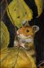 Neugieriger Hamster