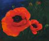 Klatschmohn
